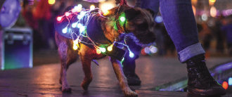 Lumidogs
